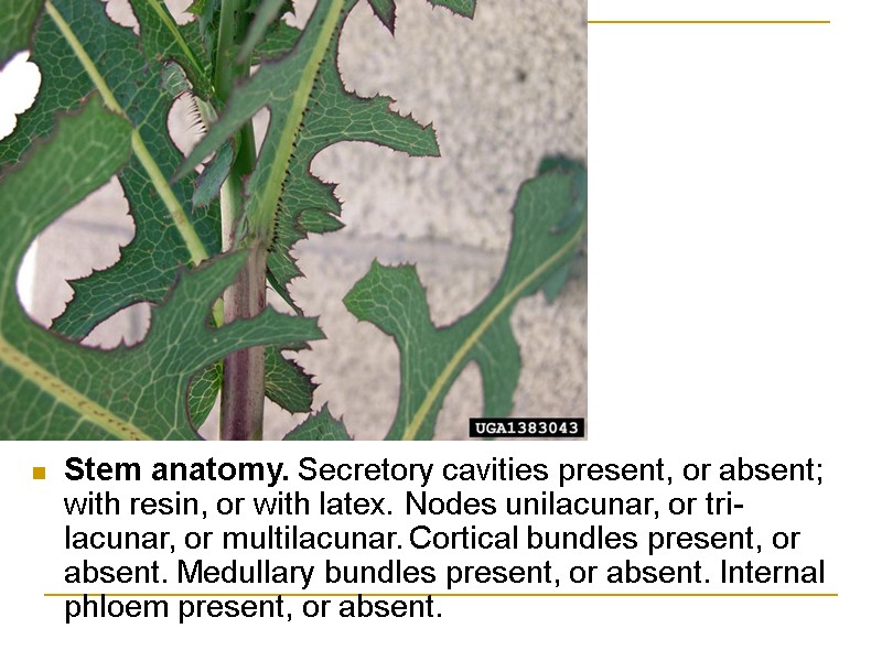 Stem anatomy. Secretory cavities present, or absent; with resin, or with latex. Nodes unilacunar,